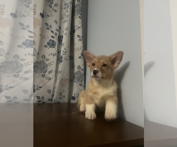 Medium Photo #8 Pembroke Welsh Corgi Puppy For Sale in DURHAM, CT, USA