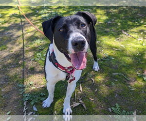 Lucy - Female Lab-Pointer Dog for Adoption - Photo #9