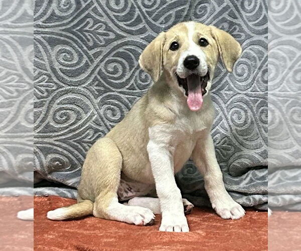 Medium Photo #2 Labrenees Puppy For Sale in Wetumpka, AL, USA