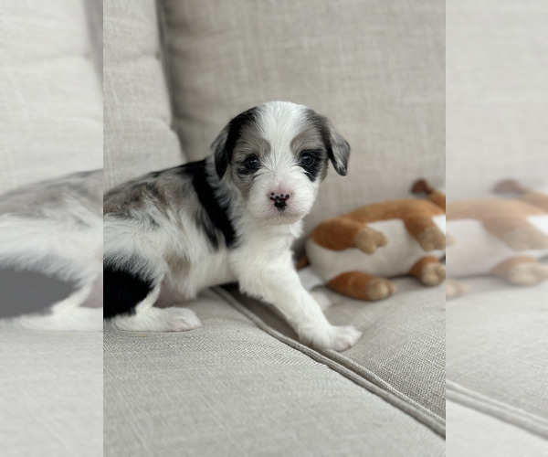 Medium Photo #4 Aussiedoodle Puppy For Sale in VAIL, AZ, USA