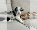 Small Photo #4 Aussiedoodle Puppy For Sale in VAIL, AZ, USA