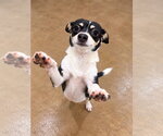 Small Photo #4 Chihuahua-Unknown Mix Puppy For Sale in Salt Lake City, UT, USA