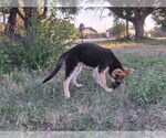 Small #5 German Shepherd Dog