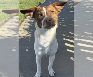 Beagle-Unknown Mix Dogs for adoption in Newport Beach, CA, USA