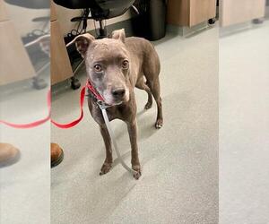 Medium American Pit Bull Terrier Mix