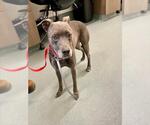 Small American Pit Bull Terrier Mix