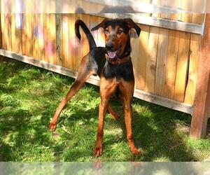 Doberman Pinscher-Unknown Mix Dogs for adoption in West Valley, UT, USA