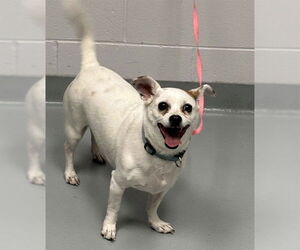 Chihuahua-Unknown Mix Dogs for adoption in St. Cloud, FL, USA