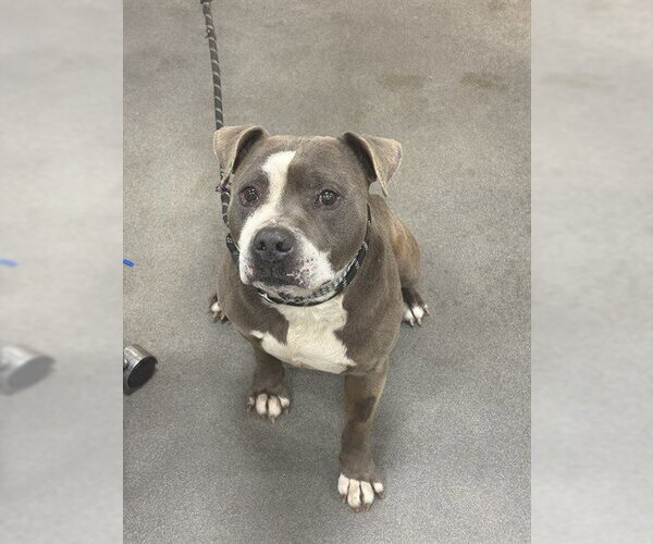 Medium Photo #1 Mutt Puppy For Sale in Forestville, MD, USA