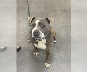 Mutt Dogs for adoption in Forestville, MD, USA