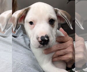 Labrenees Dogs for adoption in Brooklyn Center, MN, USA