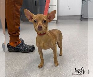 Chihuahua-Unknown Mix Dogs for adoption in Washington, DC, USA