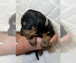 Small Photo #34 Black and Tan Coonhound-Bluetick Coonhound Mix Puppy For Sale in OAK HILLS, CA, USA