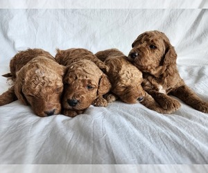 Poodle (Miniature) Puppy for sale in IDAHO FALLS, ID, USA
