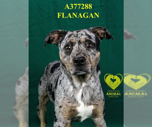 Medium Photo #2 Catahoula Leopard Dog Puppy For Sale in Stockton, CA, USA