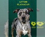 Small #1 Catahoula Leopard Dog