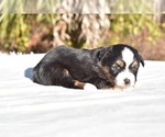 Small #1 Miniature American Shepherd