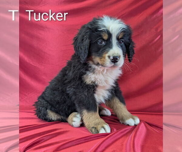 Medium Photo #2 Bernese Mountain Dog Puppy For Sale in CANON CITY, CO, USA