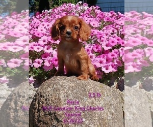 Cavalier King Charles Spaniel Litter for sale in TOPEKA, IN, USA