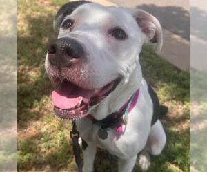 American Pit Bull Terrier Dogs for adoption in Aurora, CO, USA