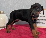 Small #1 Doberman Pinscher