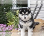Small #1 Pomsky