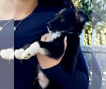 Small #2 Australian Shepherd-Rat Terrier Mix