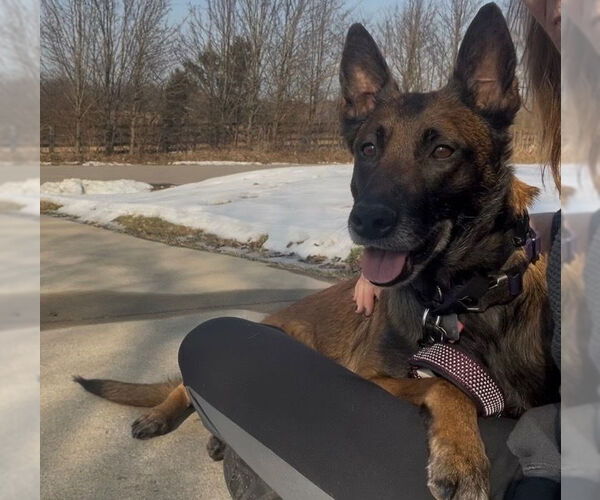 Medium Photo #4 Mutt Puppy For Sale in Imlay City, MI, USA