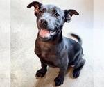 Small #3 Labrador Retriever Mix