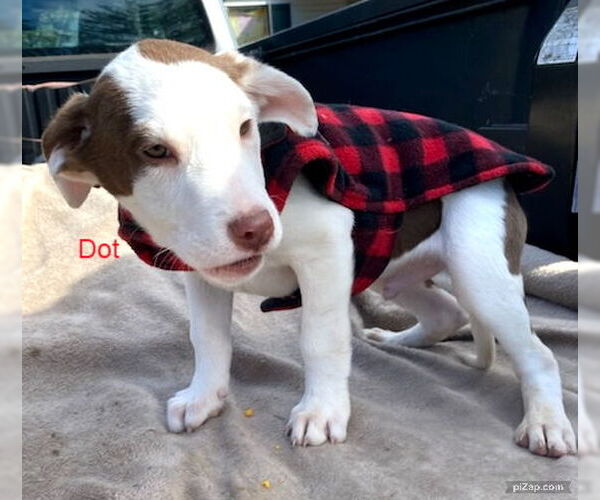 Medium Photo #7 Mutt Puppy For Sale in White Bluff, TN, USA
