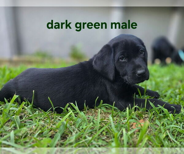 Medium Photo #7 Labrador Retriever Puppy For Sale in TALBOTT, TN, USA