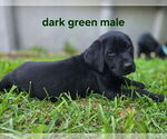 Small #6 Labrador Retriever