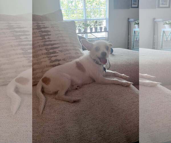 Medium Photo #3 Mutt Puppy For Sale in Spring Lake, NC, USA