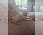 Small #2 Mutt