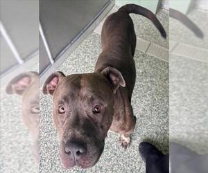 American Pit Bull Terrier Dogs for adoption in Salisbury, NC, USA
