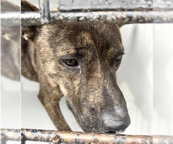 Medium Photo #2 German Shepherd Dog-Unknown Mix Puppy For Sale in Houston, TX, USA