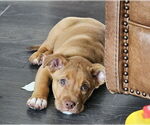 Small #1 Mutt