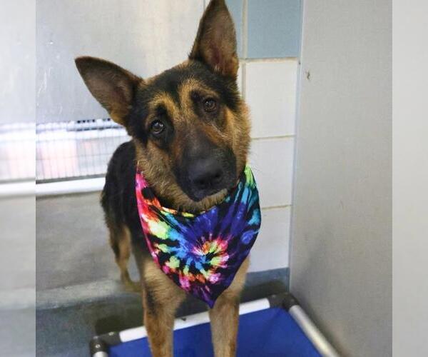 Medium Photo #1 German Shepherd Dog-Unknown Mix Puppy For Sale in San Antonio, TX, USA