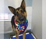 Small German Shepherd Dog Mix