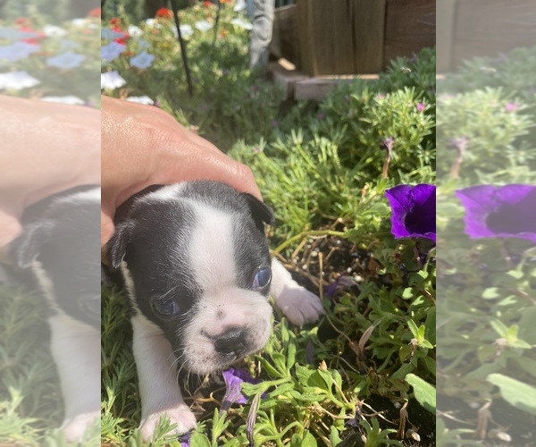 Medium Photo #5 Boston Terrier Puppy For Sale in FREDONIA, KS, USA