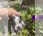 Small #4 Boston Terrier