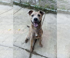 American Pit Bull Terrier-Unknown Mix Dogs for adoption in Germantown, OH, USA