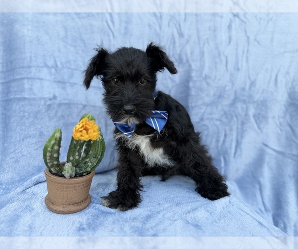 Medium Photo #3 Schnauzer (Miniature) Puppy For Sale in LAKELAND, FL, USA