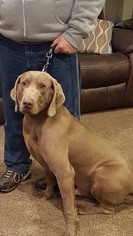 Father of the Weimaraner puppies born on 06/21/2018