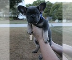 Puppy Murphy French Bulldog