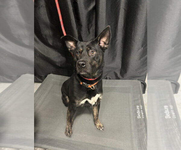 Medium Photo #4 German Shepherd Dog-Unknown Mix Puppy For Sale in Dana Point, CA, USA