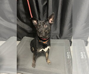 Midnight - Female German Shepherd Dog-Unknown Mix Dog for Adoption - Photo #4