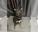 Small Photo #4 German Shepherd Dog-Unknown Mix Puppy For Sale in Dana Point, CA, USA