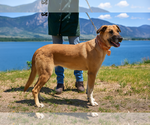 Small #16 Collie Mix