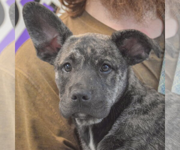 Medium Photo #6 Shollie Puppy For Sale in Huntley, IL, USA